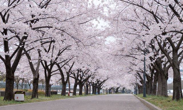 경주벚꽃 관련 이미지 - 경주벚꽃 아래에서 마주하는 고즈넉한 봄의 기록
